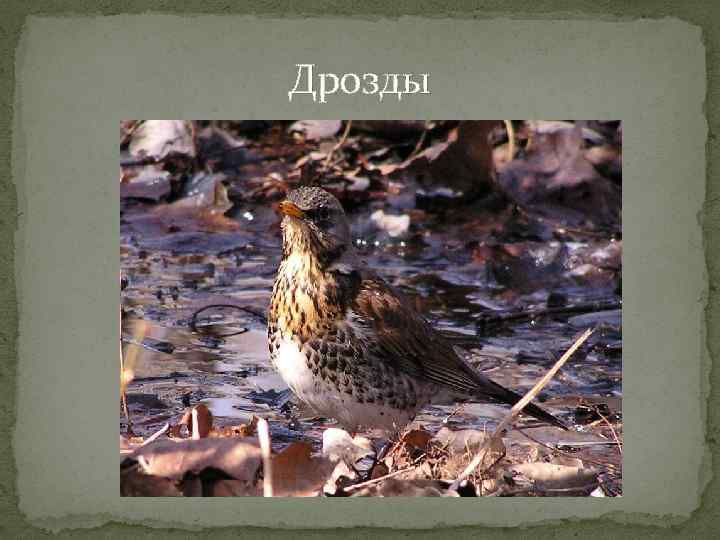 Дрозды 
