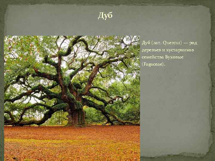 Дуб (лат. Quercus) — род деревьев и кустарников семейства Буковые (Fagaceae). 