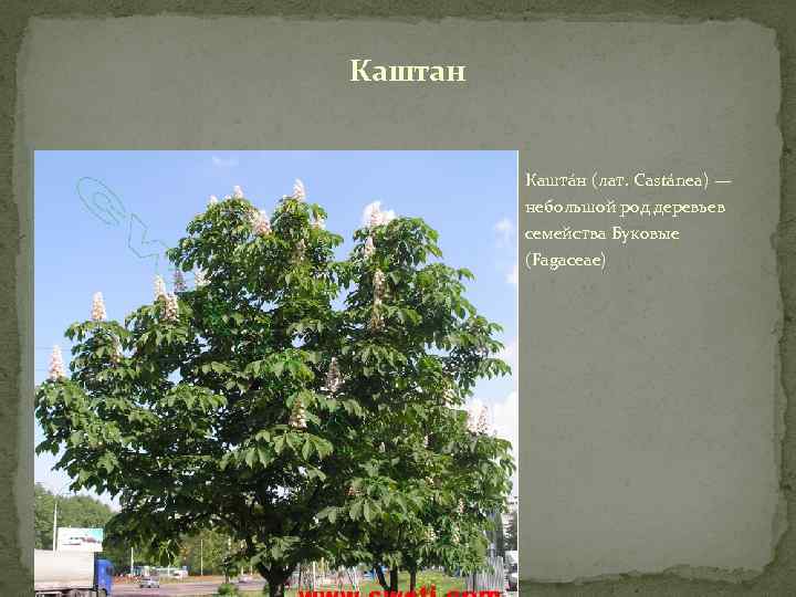 Каштан Кашта н (лат. Castánea) — небольшой род деревьев семейства Буковые (Fagaceae) 