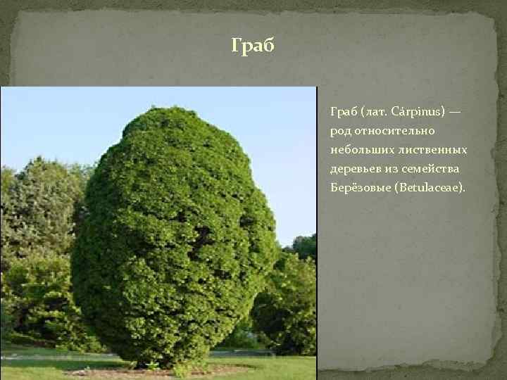 Граб (лат. Cárpinus) — род относительно небольших лиственных деревьев из семейства Берёзовые (Betulaceae). 