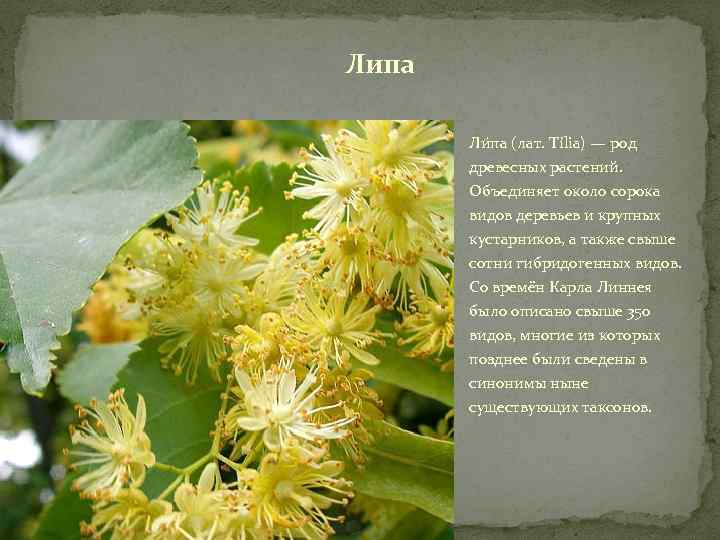 Липа Ли па (лат. Tília) — род древесных растений. Объединяет около сорока видов деревьев