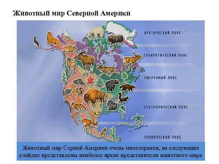 Животный мир Северной Америки Животный мир Серной Америки очень многогранен, на следующих слайдах представлены