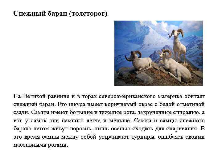 Снежный баран (толсторог) На Великой равнине и в горах североамериканского материка обитает снежный баран.
