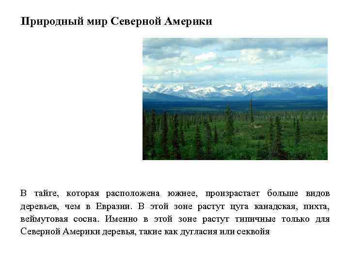 Количество осадков в тайге северной америки. Природные зоны Северной Америки Тайга. Климат тайги Северной Америки. Сообщение о тайге Северной Америки. В какой природной зоне растет сосна.