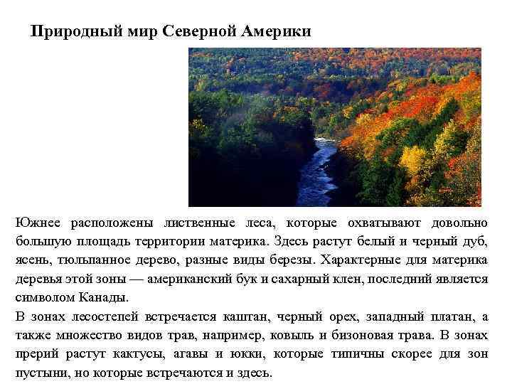 Природный мир Северной Америки Южнее расположены лиственные леса, которые охватывают довольно большую площадь территории