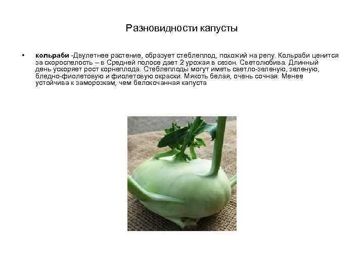Разновидности капусты • кольраби -Двулетнее растение, образует стеблеплод, похожий на репу. Кольраби ценится за
