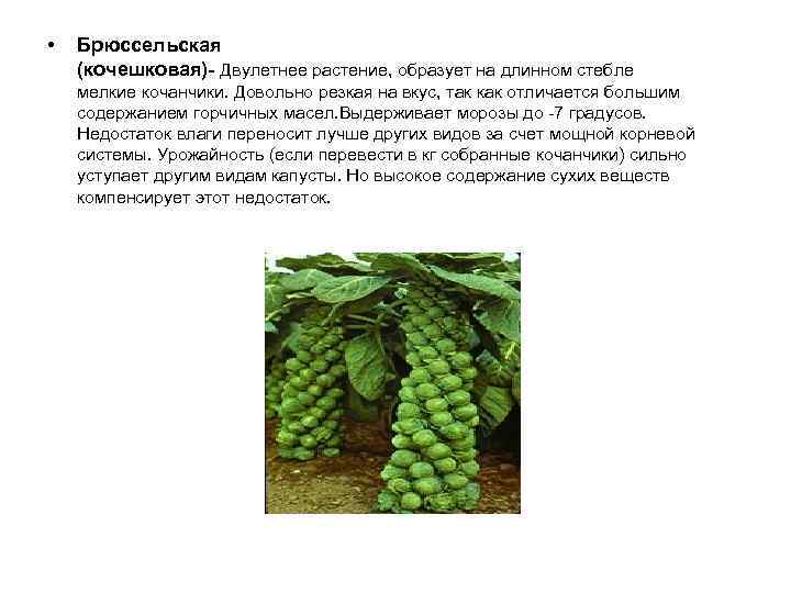  • Брюссельская (кочешковая)- Двулетнее растение, образует на длинном стебле мелкие кочанчики. Довольно резкая