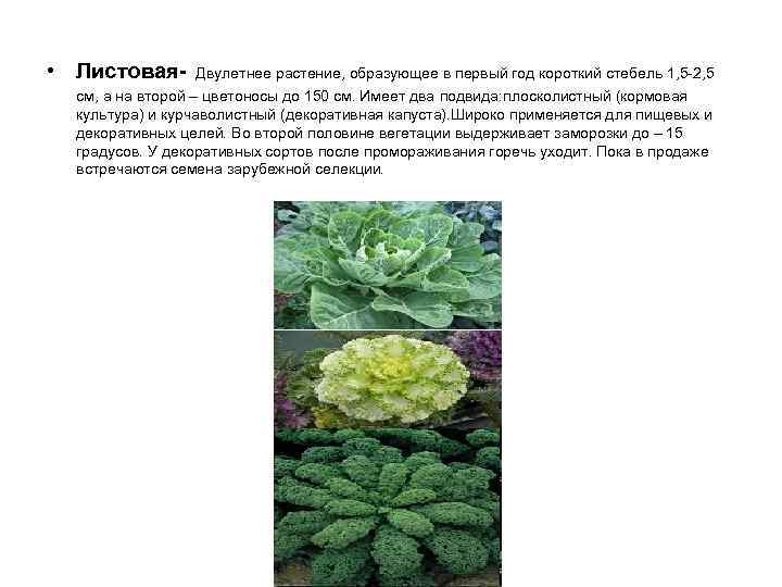  • Листовая- Двулетнее растение, образующее в первый год короткий стебель 1, 5 -2,