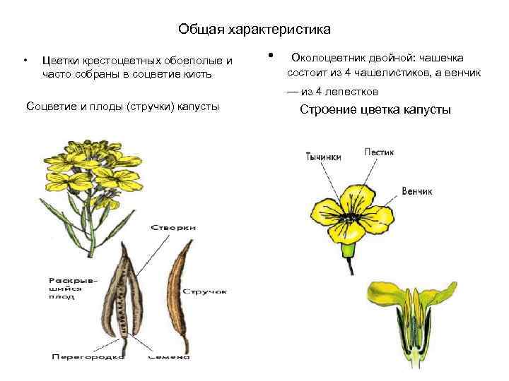 Общая характеристика • Цветки крестоцветных обоеполые и часто собраны в соцветие кисть Соцветие и
