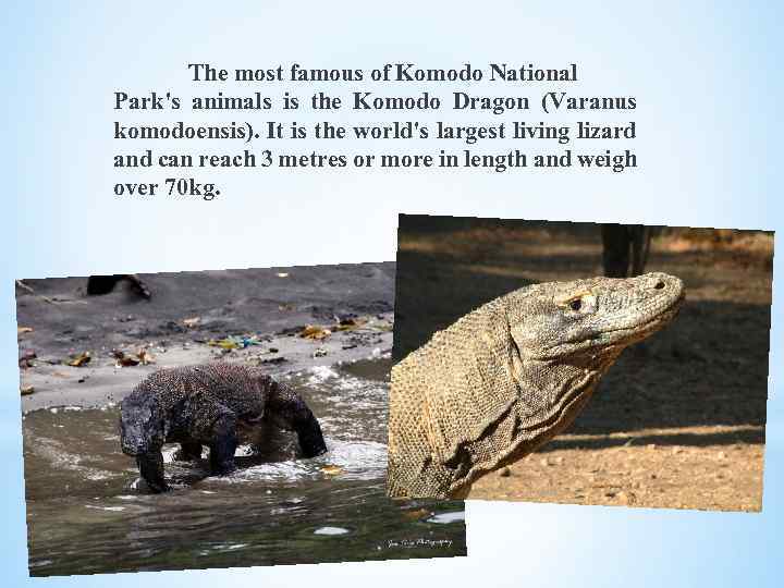 The most famous of Komodo National Park's animals is the Komodo Dragon (Varanus komodoensis).