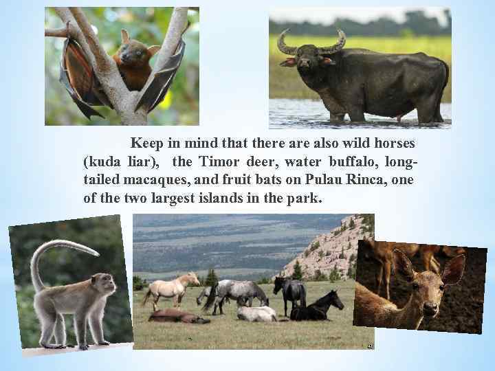 Keep in mind that there also wild horses (kuda liar), the Timor deer, water