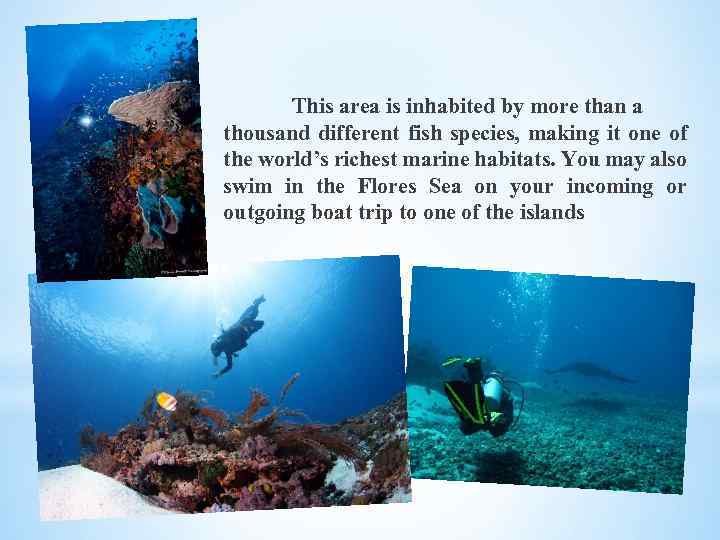 This area is inhabited by more than a thousand different fish species, making it