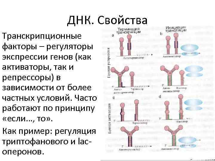 ДНК. Свойства Транскрипционные факторы – регуляторы экспрессии генов (как активаторы, так и репрессоры) в