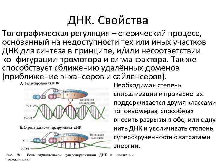 ДНК. Свойства Топографическая регуляция – стерический процесс, основанный на недоступности тех или иных участков