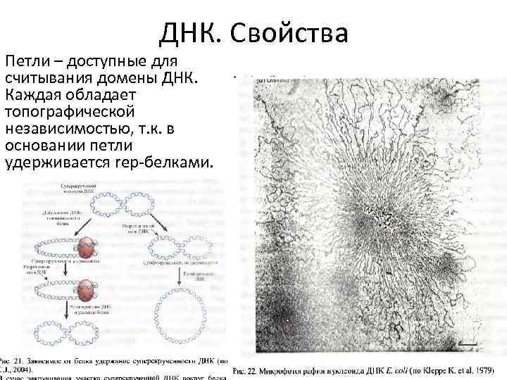 ДНК. Свойства Петли – доступные для считывания домены ДНК. Каждая обладает топографической независимостью, т.