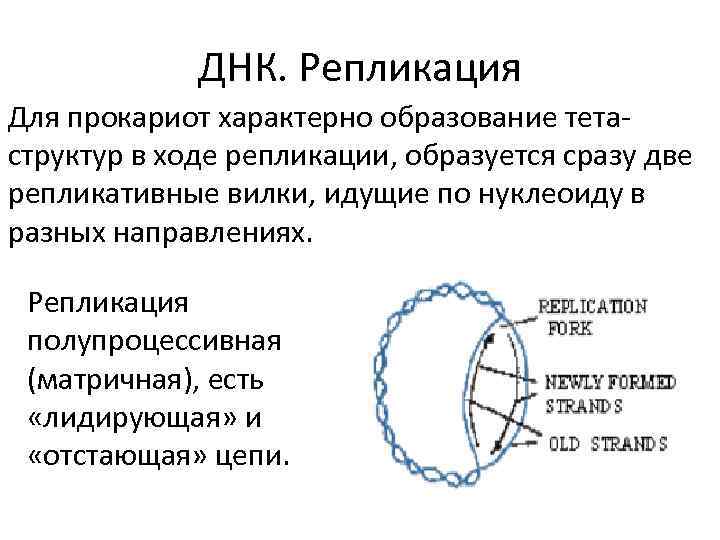 ДНК. Репликация Для прокариот характерно образование тетаструктур в ходе репликации, образуется сразу две репликативные