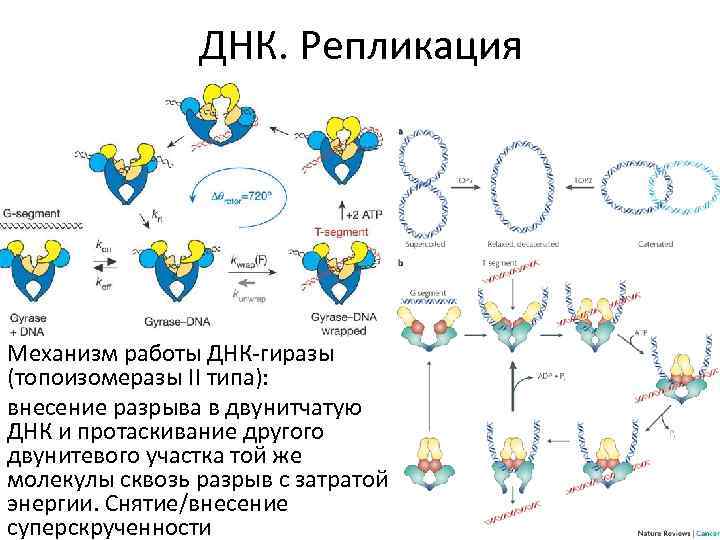 Работа днк