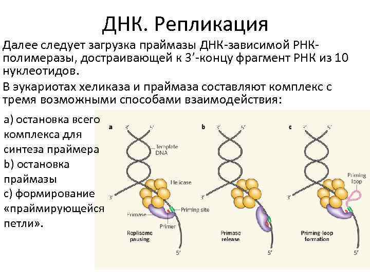 ДНК. Репликация Далее следует загрузка праймазы ДНК-зависимой РНКполимеразы, достраивающей к 3’-концу фрагмент РНК из
