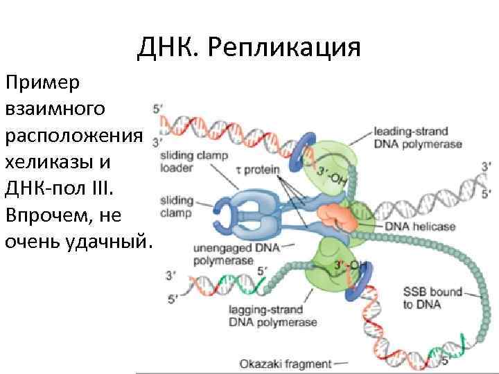 ДНК. Репликация Пример взаимного расположения хеликазы и ДНК-пол III. Впрочем, не очень удачный. 