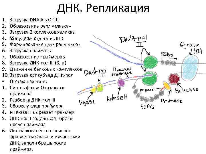 ДНК. Репликация 1. Загрузка DNA A в Ori C 2. Образование репл «глазка» 3.