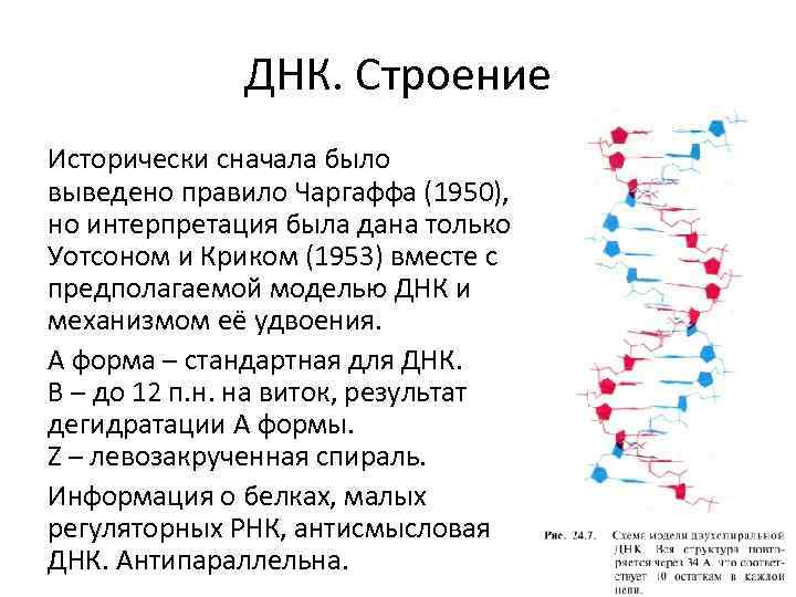 ДНК. Строение Исторически сначала было выведено правило Чаргаффа (1950), но интерпретация была дана только