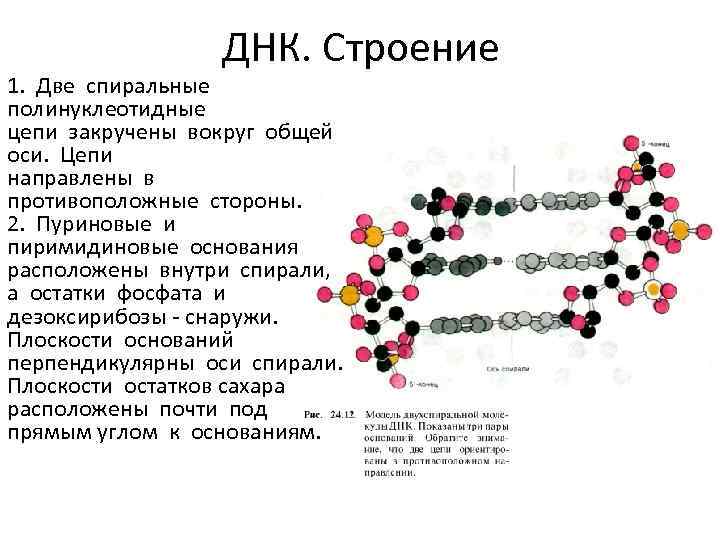 ДНК. Строение 1. Две спиральные полинуклеотидные цепи закручены вокруг общей оси. Цепи направлены в