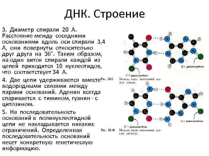 ДНК. Строение 3. Диаметр спирали 20 А. Расстояние между соседними основаниями вдоль оси спирали