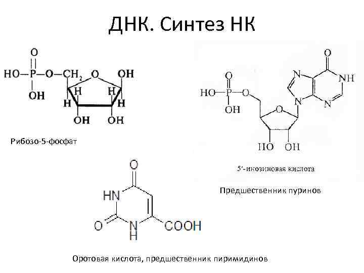 ДНК. Синтез НК Рибозо-5 -фосфат Предшественник пуринов Оротовая кислота, предшественник пиримидинов 