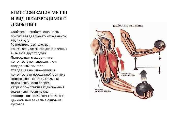 Работа мышц примеры. Сгибатель и разгибатель классификация. Таблица по биологии мышцы сгибатели и разгибатели. Сгибатели мышцы сгибатели. Мышцы сгибатели конечностей.