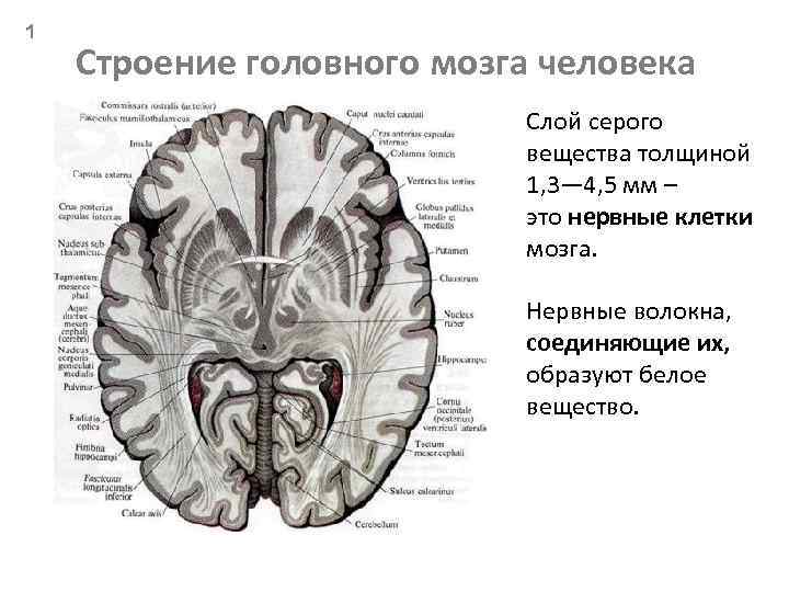 Мозги серое вещество. Белое и серое вещество головного мозга функции и строение. Головной мозг строение серое и белое вещество. Серое и белое вещество головного мозга анатомия. Серое вещество больших полушарий в головном мозге.