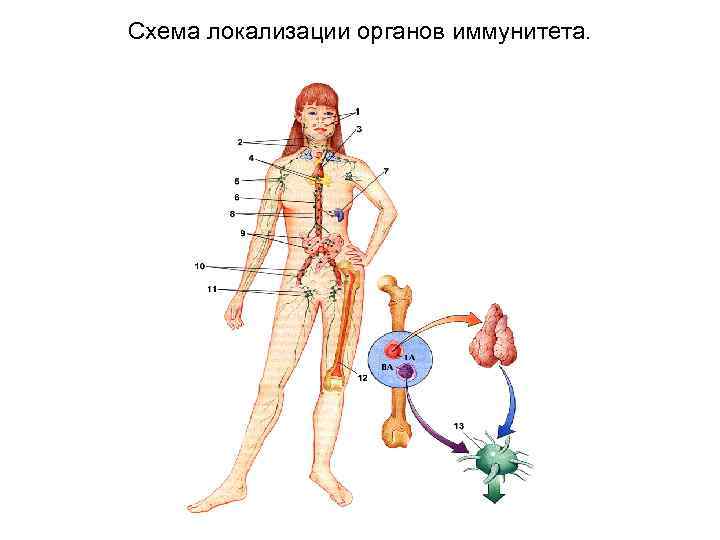 Схема демонстрирующая расположение центральных и периферических органов иммунитета