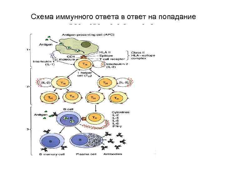 Схема иммунного ответа