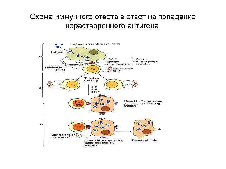 Схема иммуного ответа