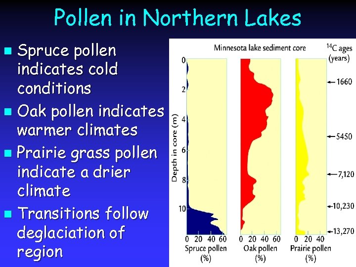 Pollen in Northern Lakes Spruce pollen indicates cold conditions n Oak pollen indicates warmer