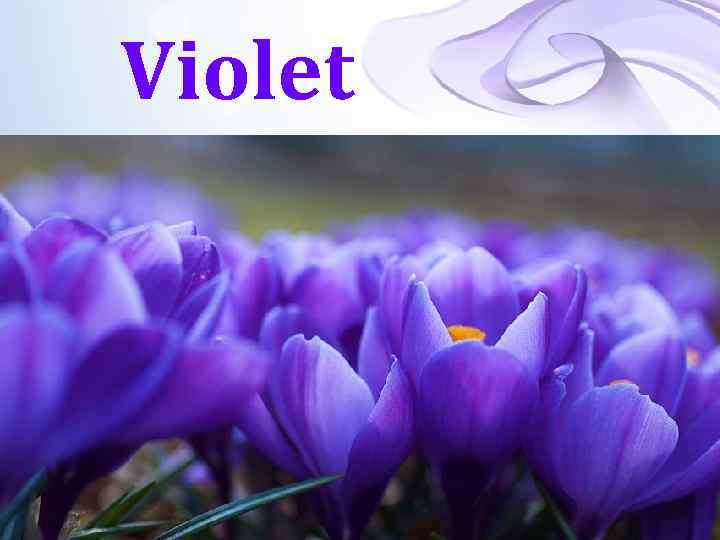 Violet 