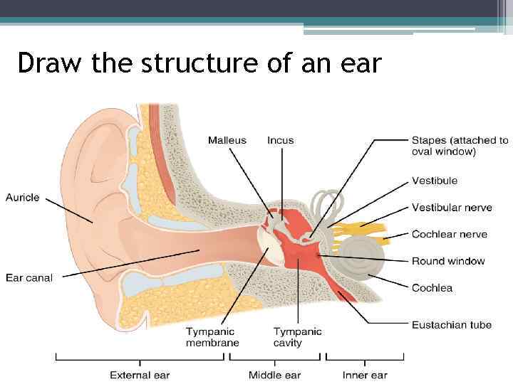 Draw the structure of an ear 