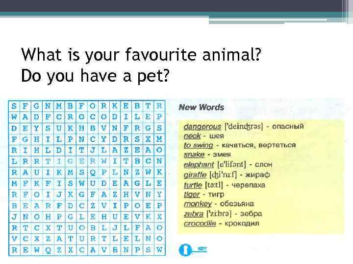 What is your favourite animal? Do you have a pet? 