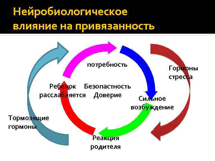 Нейробиологическое влияние на привязанность потребность Гормоны стресса Ребенок Безопастность расслабляется Доверие Сильное возбуждение Тормозящие