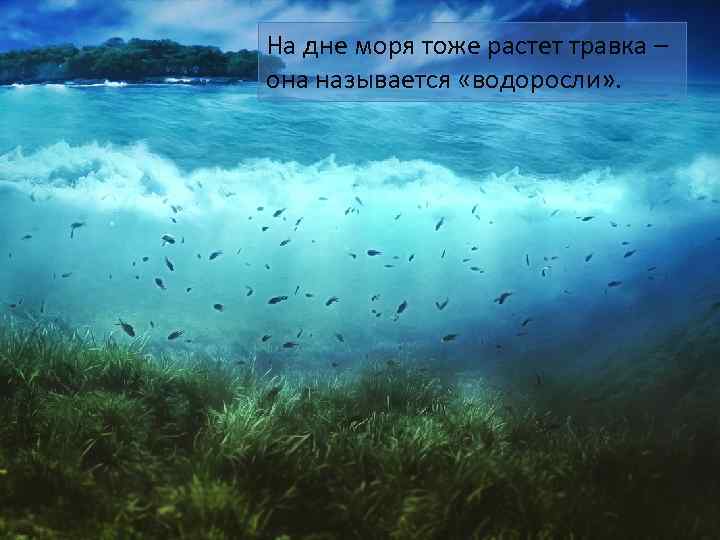 На дне моря тоже растет травка – она называется «водоросли» . 