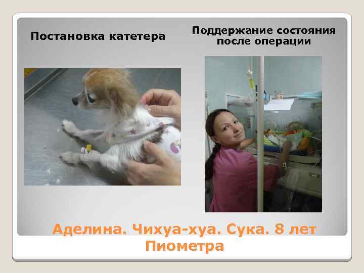 Постановка катетера Поддержание состояния после операции Аделина. Чихуа-хуа. Сука. 8 лет Пиометра 