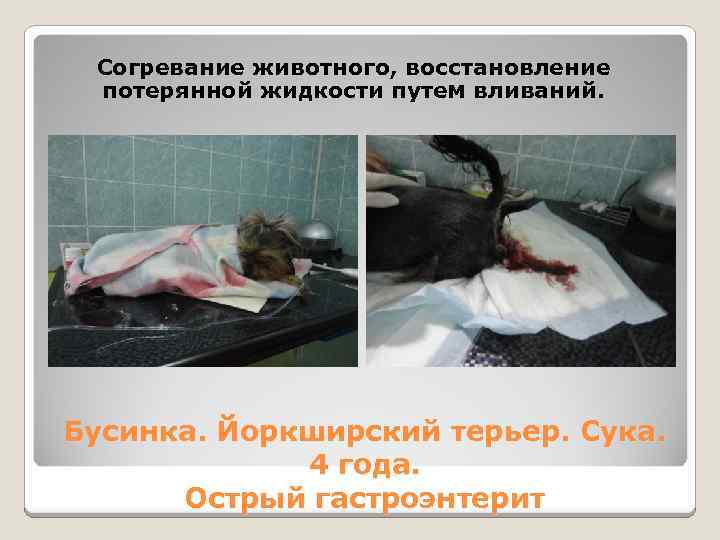 Согревание животного, восстановление потерянной жидкости путем вливаний. Бусинка. Йоркширский терьер. Сука. 4 года. Острый