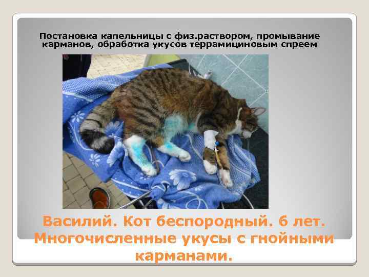 Постановка капельницы с физ. раствором, промывание карманов, обработка укусов террамициновым спреем Василий. Кот беспородный.