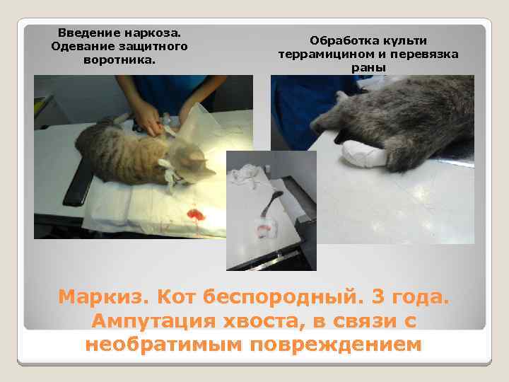 Введение наркоза. Одевание защитного воротника. Обработка культи террамицином и перевязка раны Маркиз. Кот беспородный.
