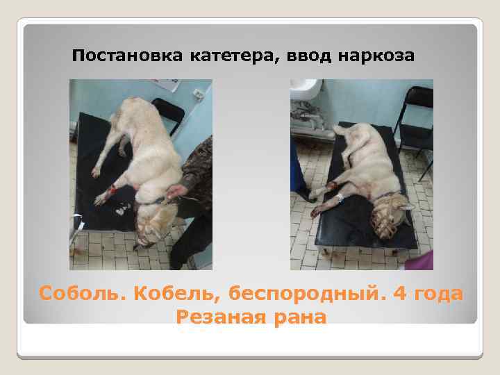 Постановка катетера, ввод наркоза Соболь. Кобель, беспородный. 4 года Резаная рана 