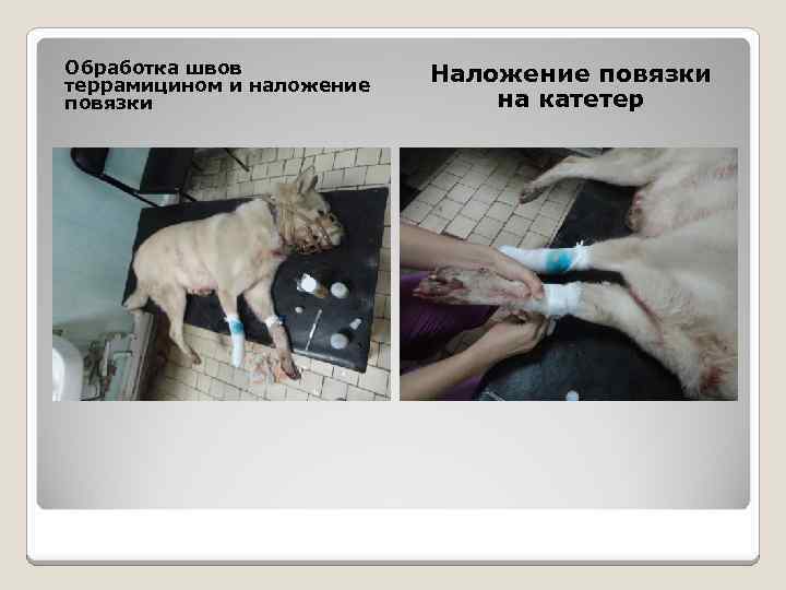 Обработка швов террамицином и наложение повязки Наложение повязки на катетер 