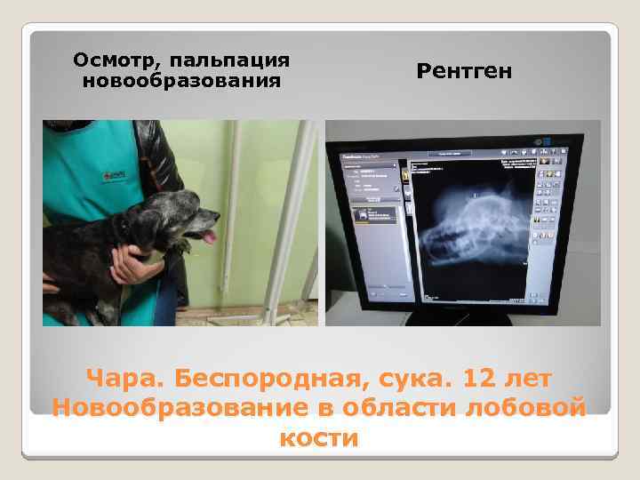 Осмотр, пальпация новообразования Рентген Чара. Беспородная, сука. 12 лет Новообразование в области лобовой кости