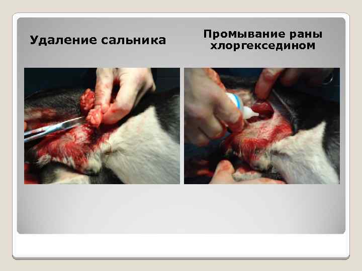 Удаление сальника Промывание раны хлоргекседином 