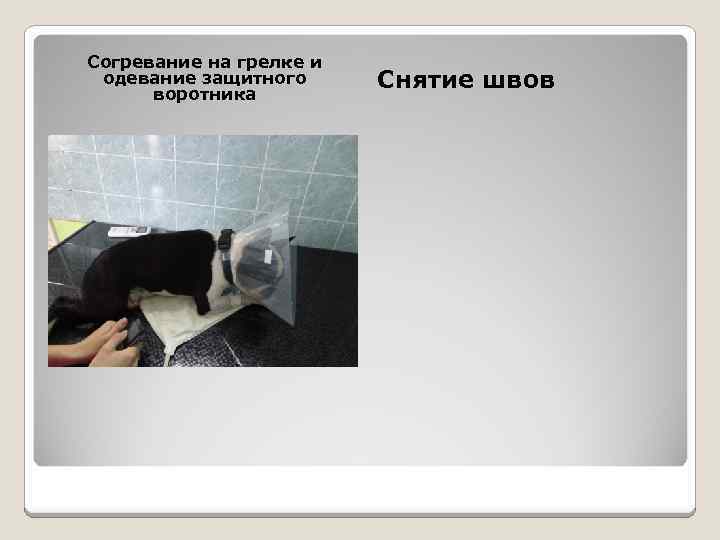 Согревание на грелке и одевание защитного воротника Снятие швов 