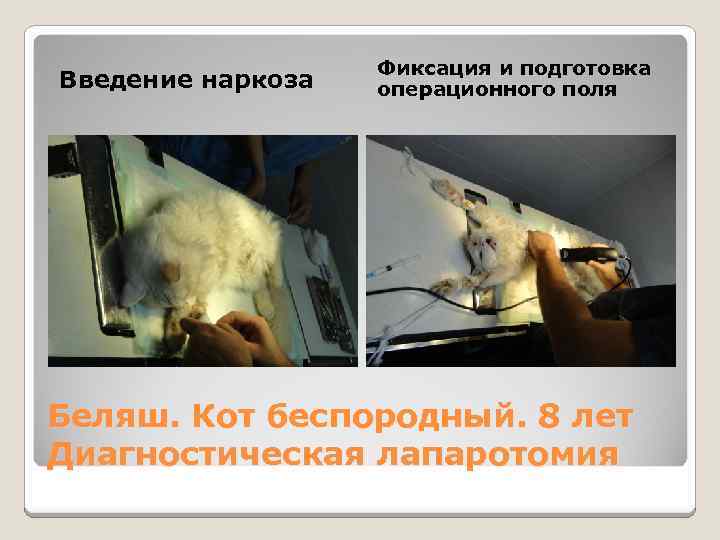 Введение наркоза Фиксация и подготовка операционного поля Беляш. Кот беспородный. 8 лет Диагностическая лапаротомия
