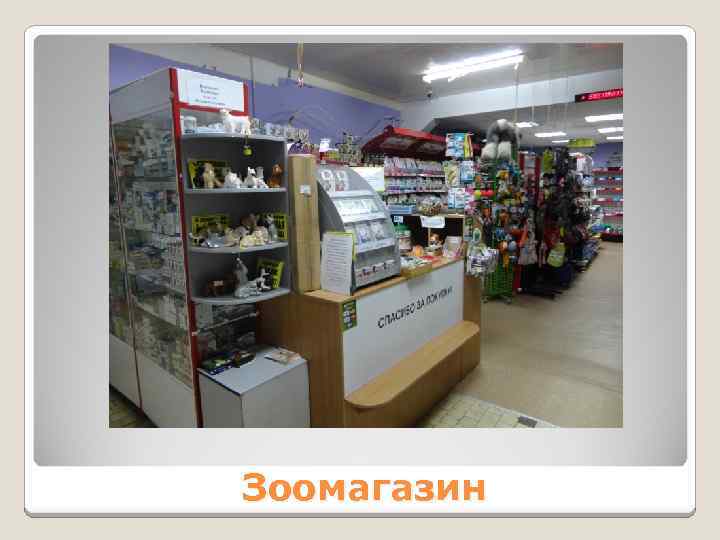Зоомагазин 